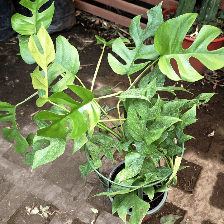 Rhaphidophora tetrasperma o mini monstera  2