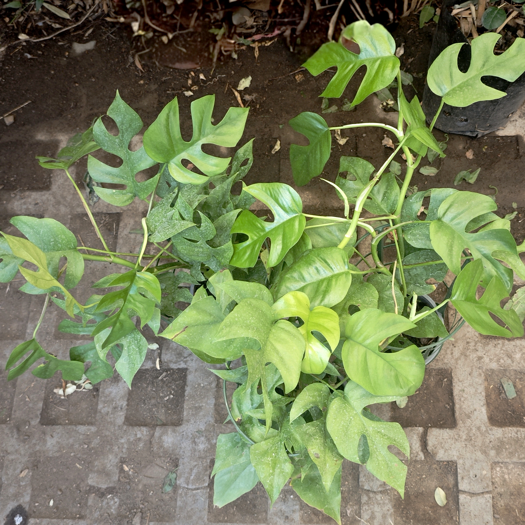 Rhaphidophora tetrasperma o mini monstera  4