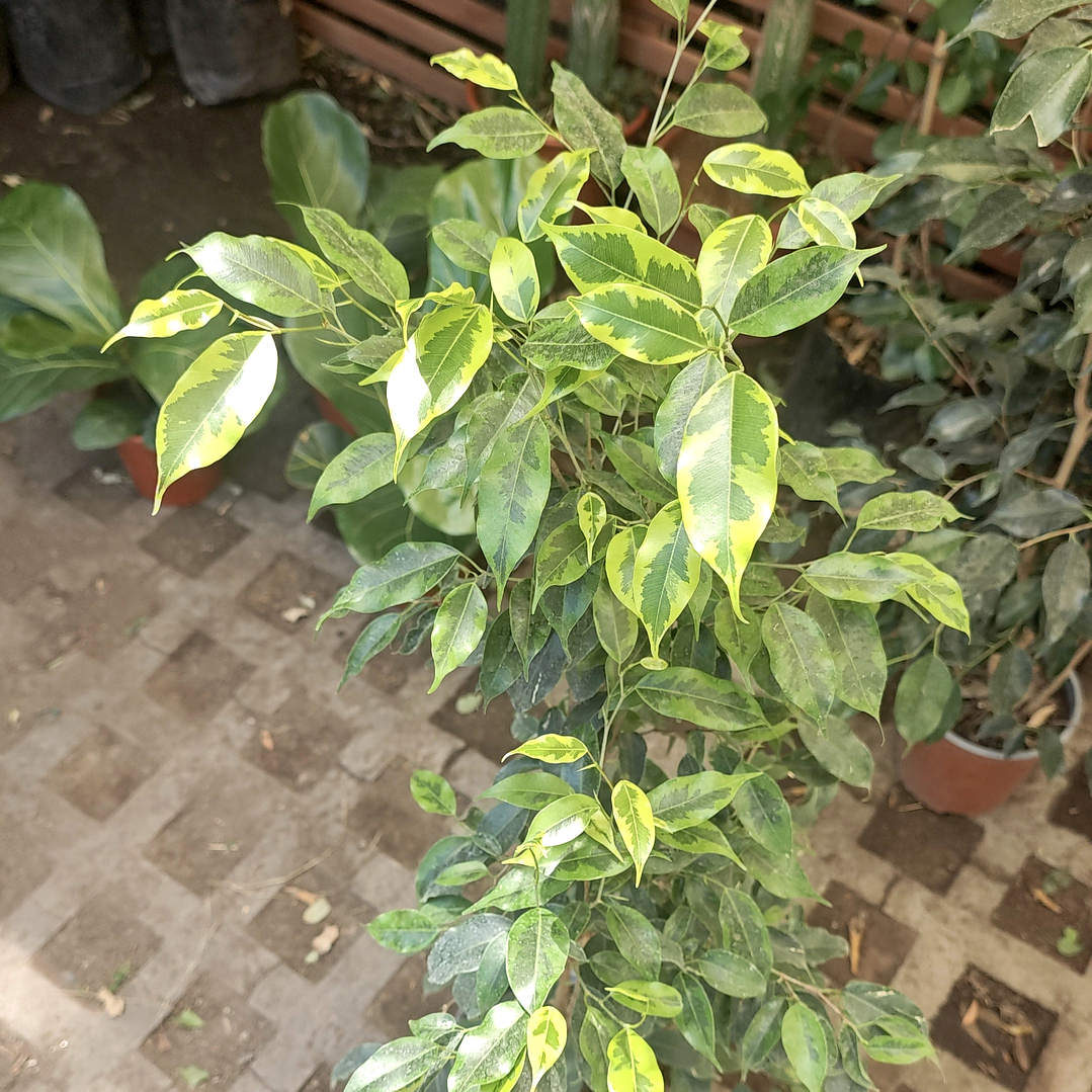 Ficus benjamina variegado 70 cm 1