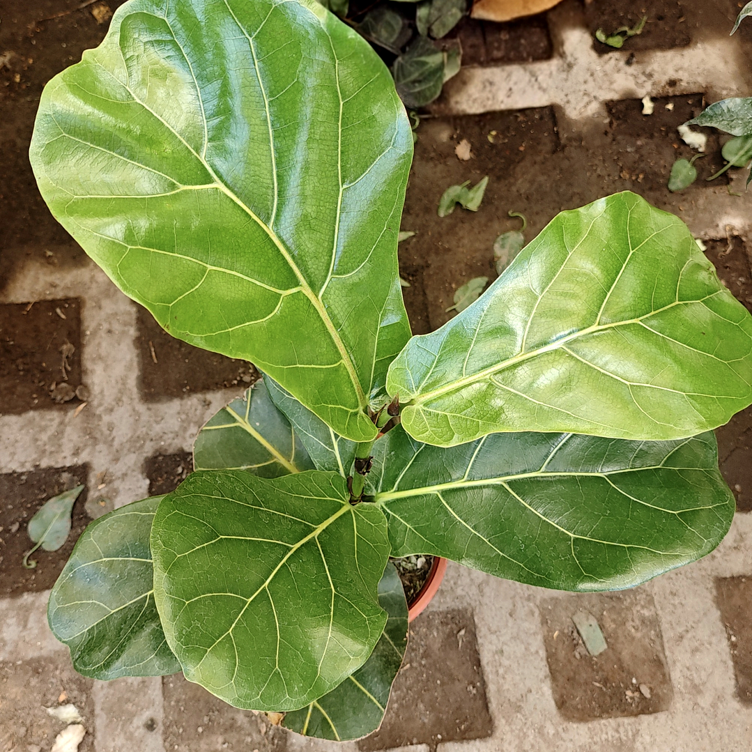 Ficus Lyrata 5 a 7 hojas 1