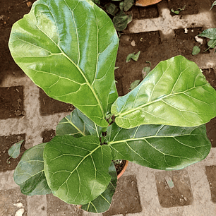 Ficus Lyrata 5 a 7 hojas