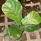 Ficus Lyrata 5 a 7 hojas - Miniatura 1