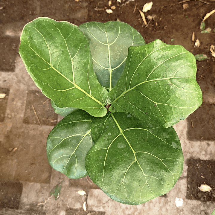 Ficus Lyrata 5 a 7 hojas 2