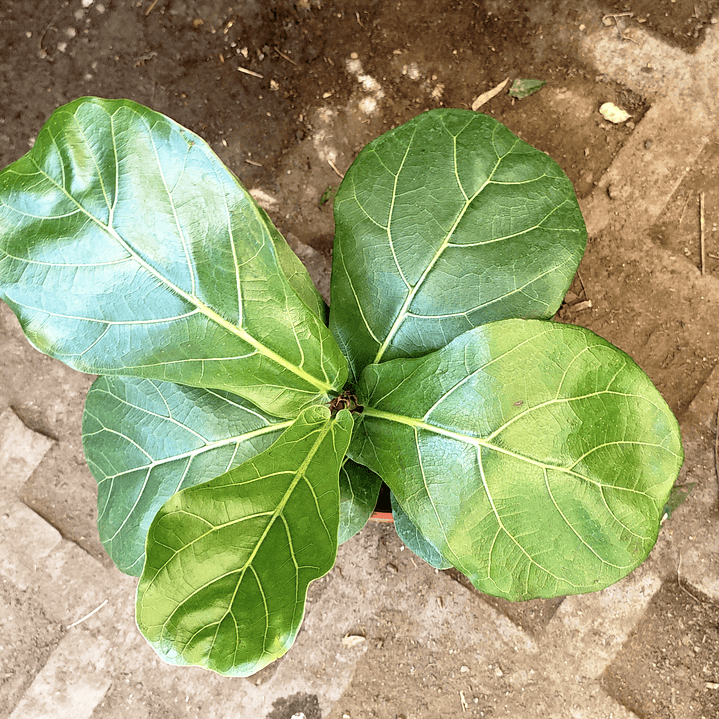 Ficus Lyrata 5 a 7 hojas 3