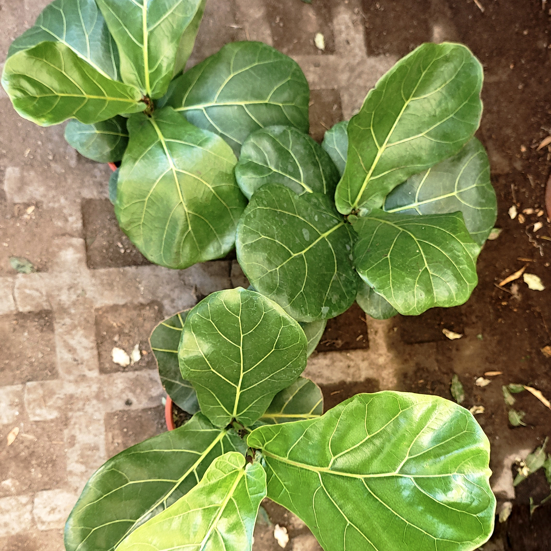 Ficus Lyrata 5 a 7 hojas 4