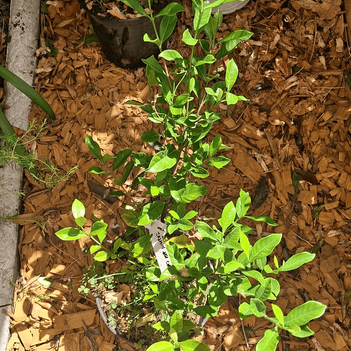 Jazmín del Cabo o Gardenia 45-50 CM 2