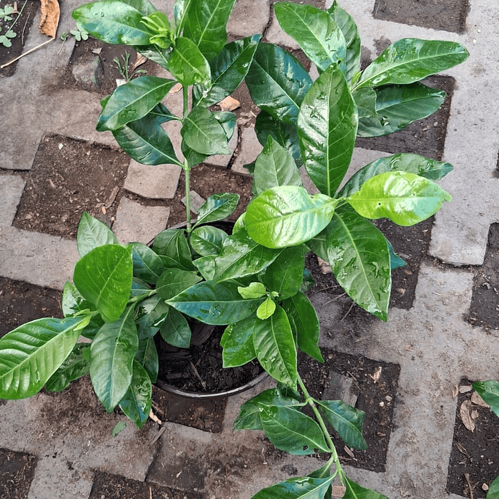 Jazmín del Cabo o Gardenia 45-50 CM 3