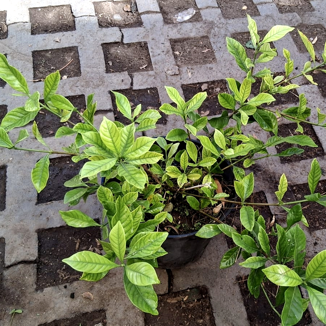 Jazmin del cabo o gardenia 30 CM 1
