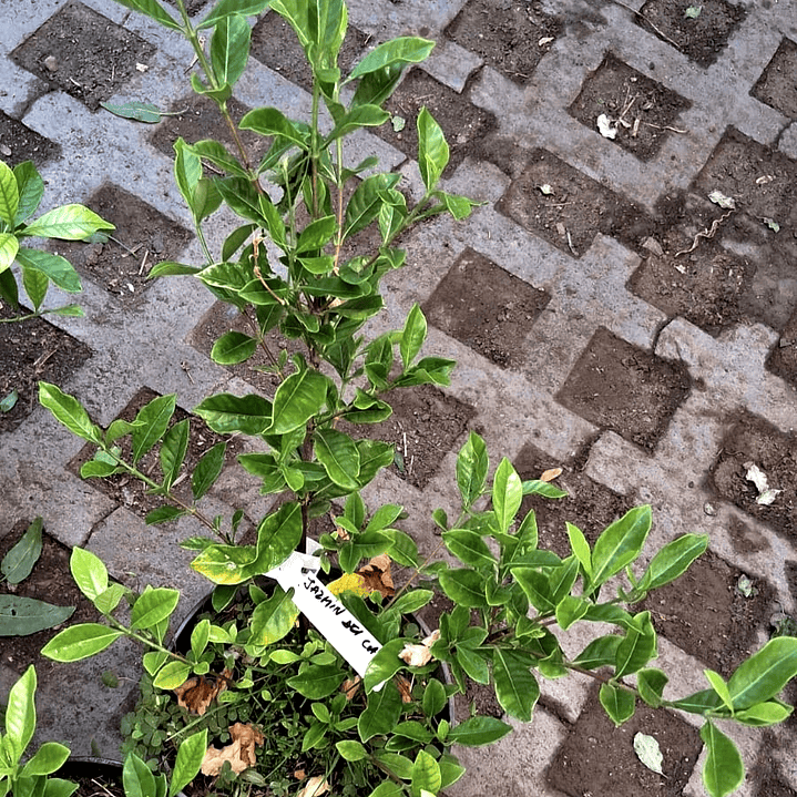 Jazmin del cabo o gardenia 30 CM 2