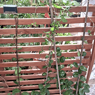 Jazmín Hélice 1 metro