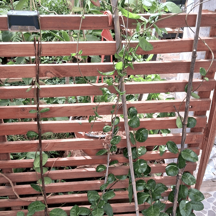 Jazmín Hélice 1 metro 1