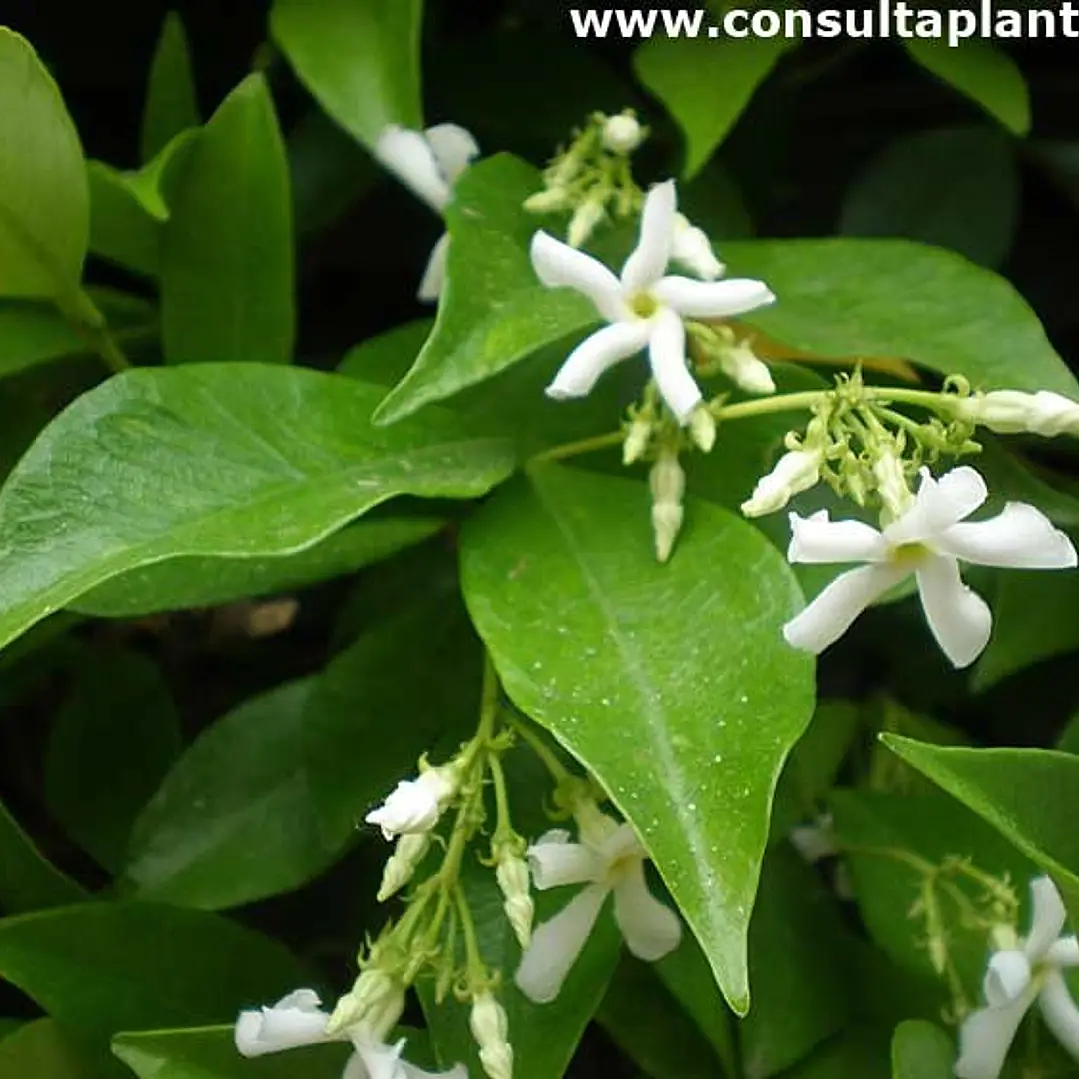 Jazmín Hélice 1 metro 2