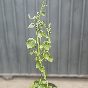 Peperomia polybotrya o cucharita 