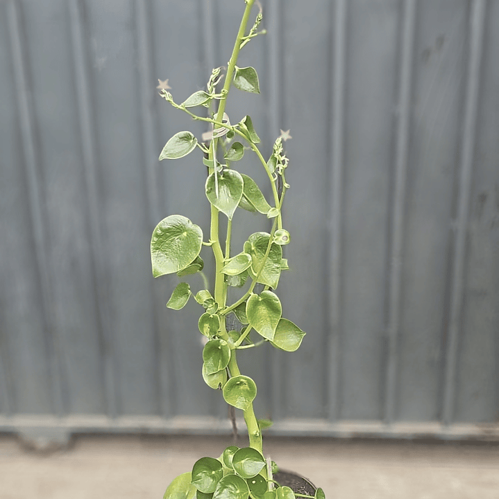 Peperomia polybotrya o cucharita  1