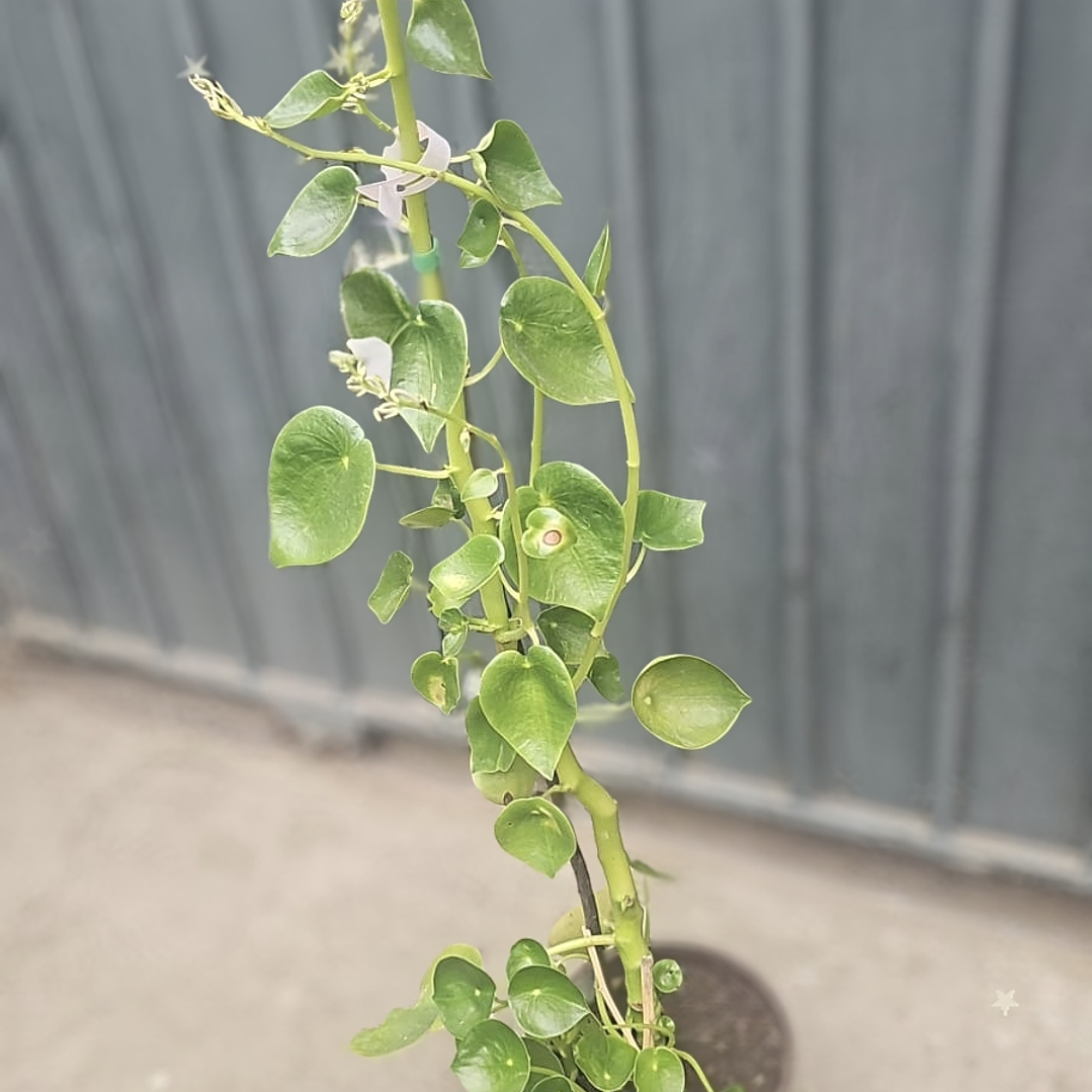 Peperomia polybotrya o cucharita  2