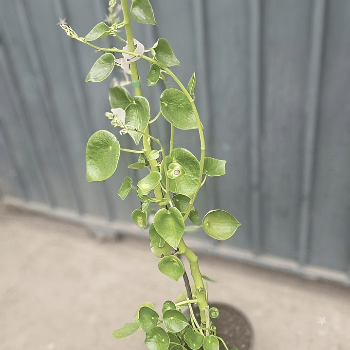 Peperomia polybotrya o cucharita  2
