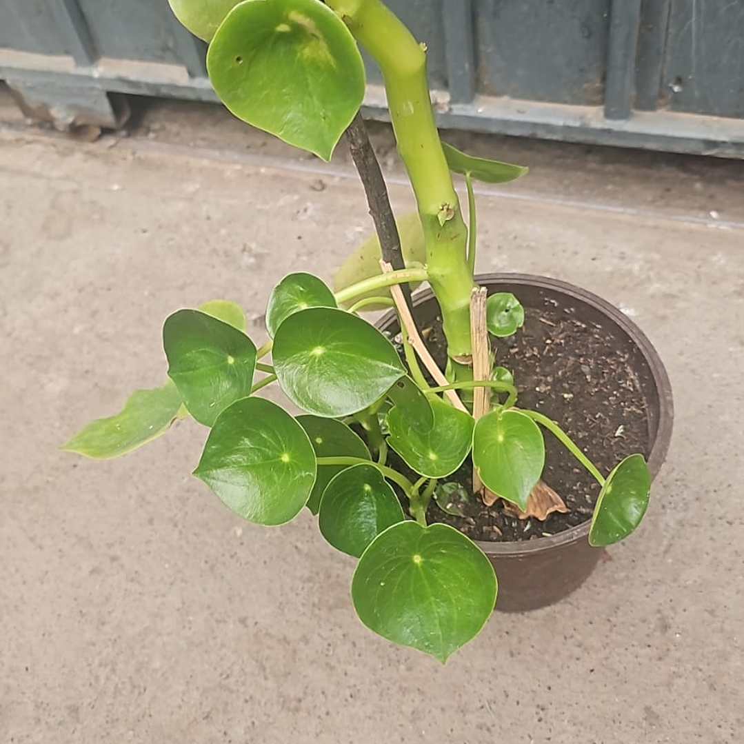 Peperomia polybotrya o cucharita  3