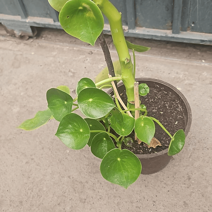 Peperomia polybotrya o cucharita  3