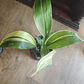 Aspidistras - Miniatura 2