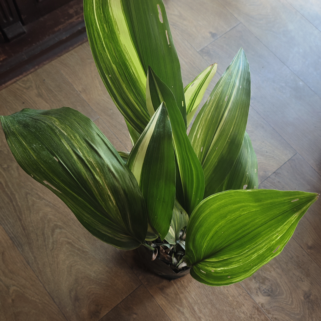 Aspidistras 4