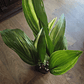 Aspidistras - Miniatura 4