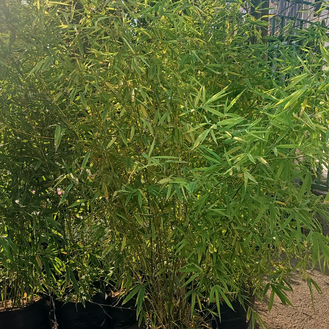 Bambu XXL 6