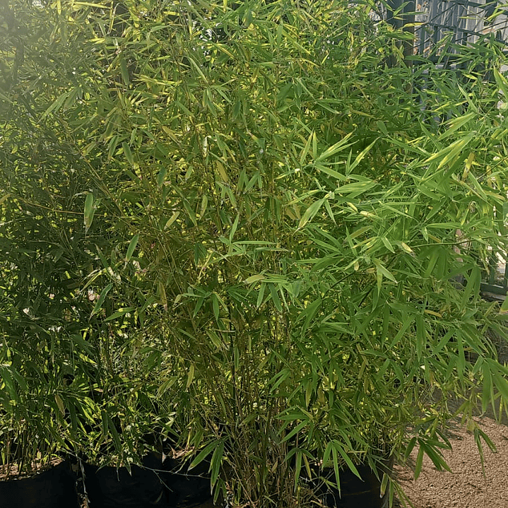 Bambu XXL 6