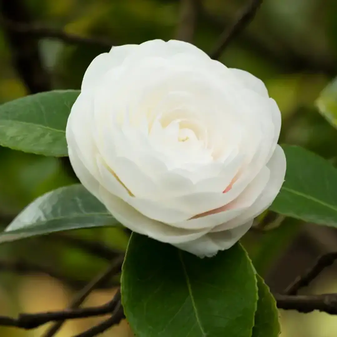 Camelias Blancas Buda con botones 80cm 1