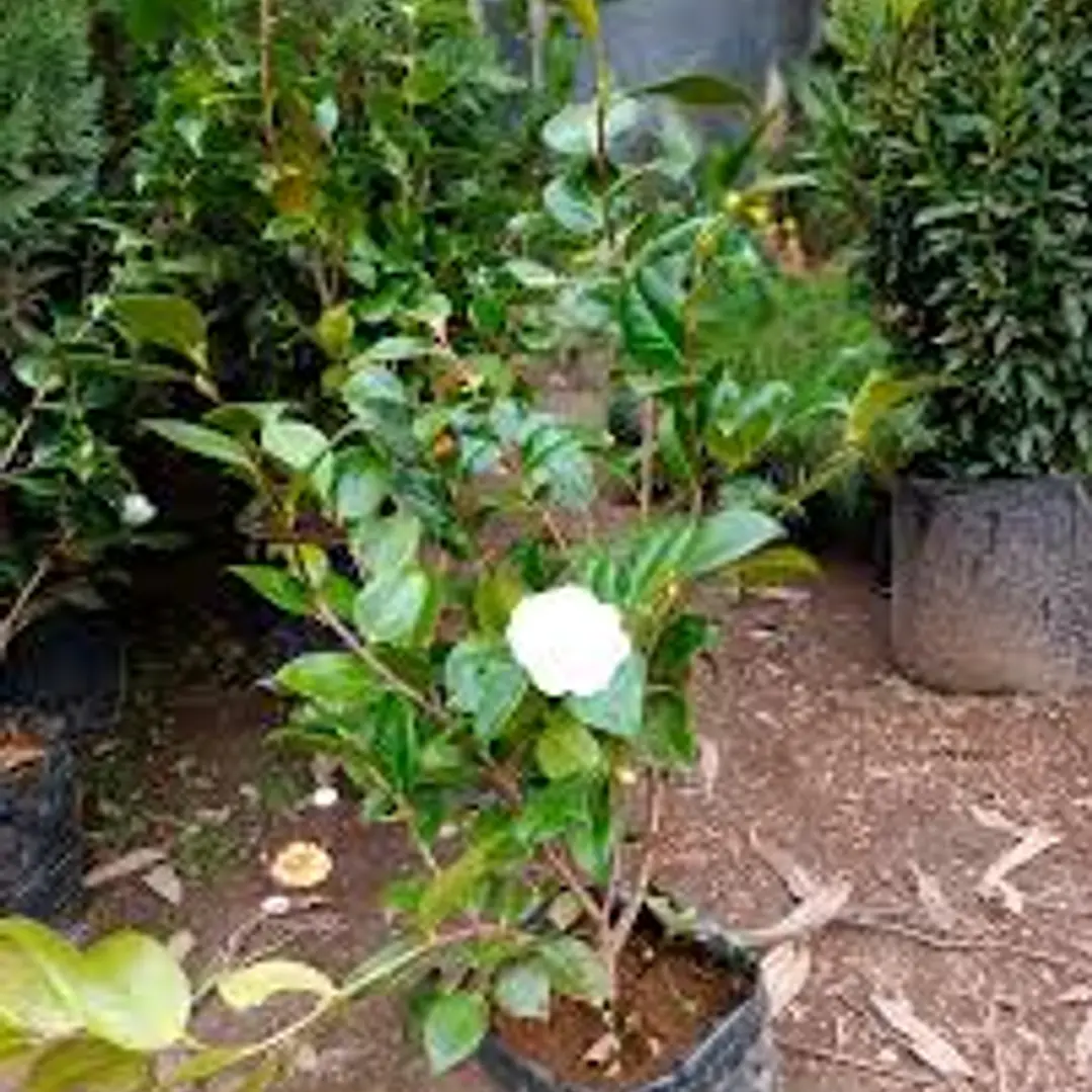 Camelias Blancas Buda con botones 80cm 2