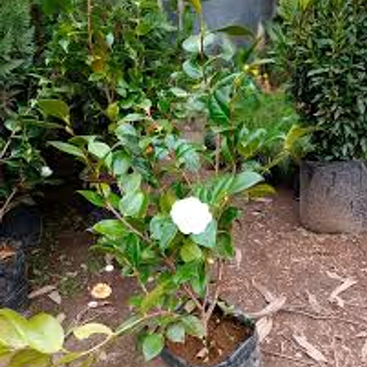 Camelias Blancas Buda con botones 80cm 2