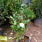 Camelias Blancas Buda con botones 80cm - Miniatura 2