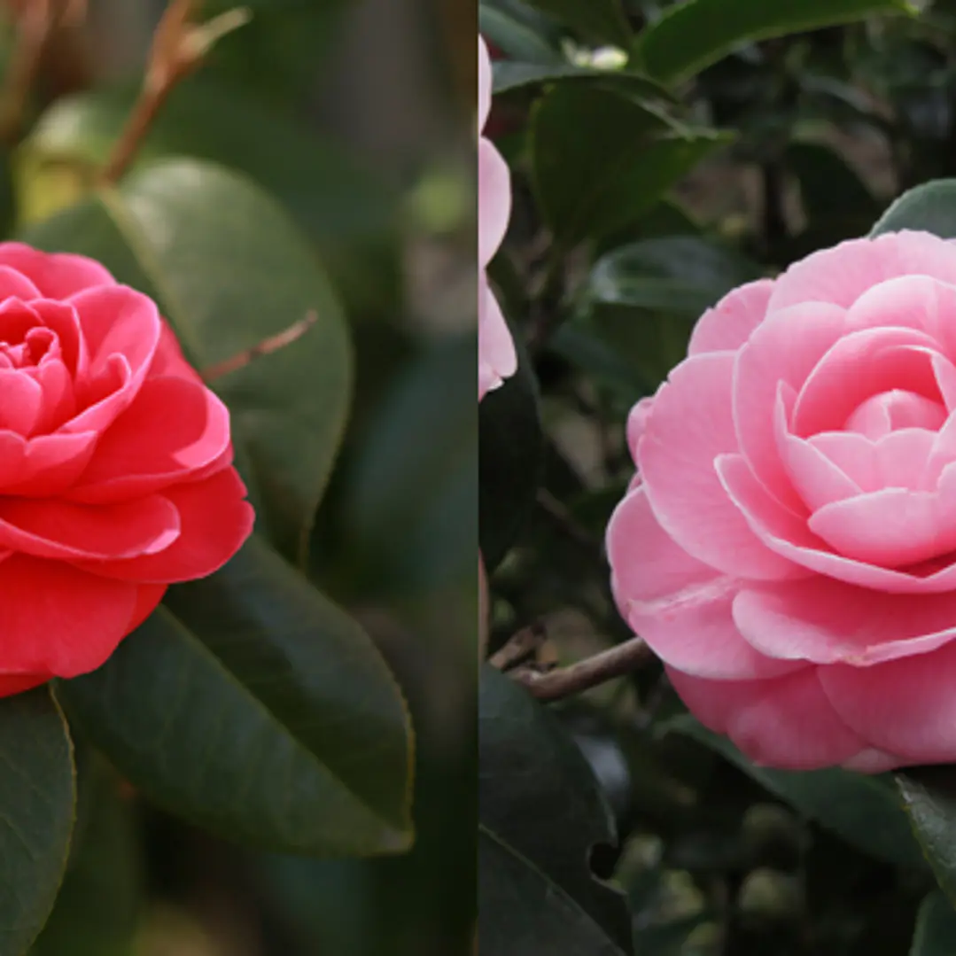 Camelia Rojas 80cm con botones 1