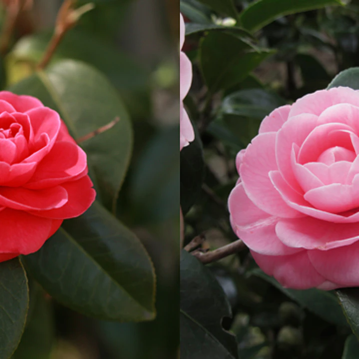 Camelia Rojas 80cm con botones 1