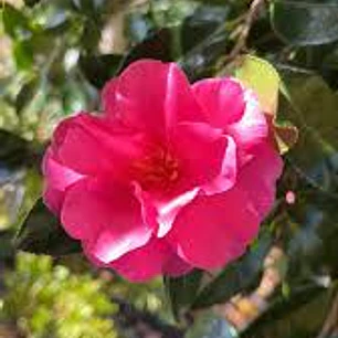 Camelias Rosado Fuerte 80cm con botones 