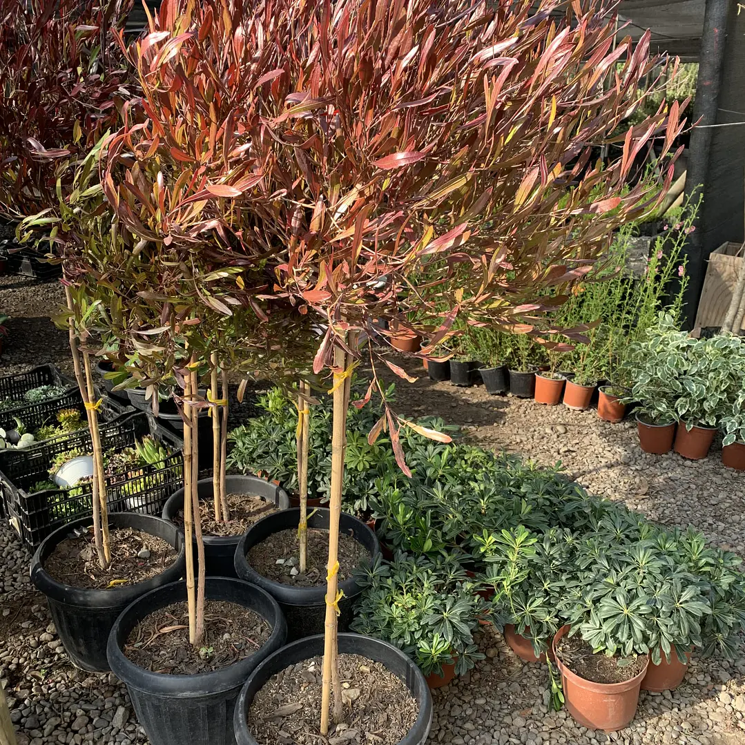 Stenocarpus Pie alto 1,60cm con maceta Rojos y verdes 2