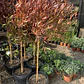 Stenocarpus Pie alto 1,60cm con maceta Rojos y verdes - Miniatura 2