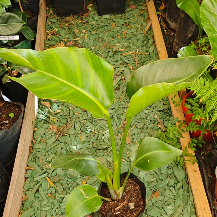 Strelitzia Nicolai - Ave del paraiso 1