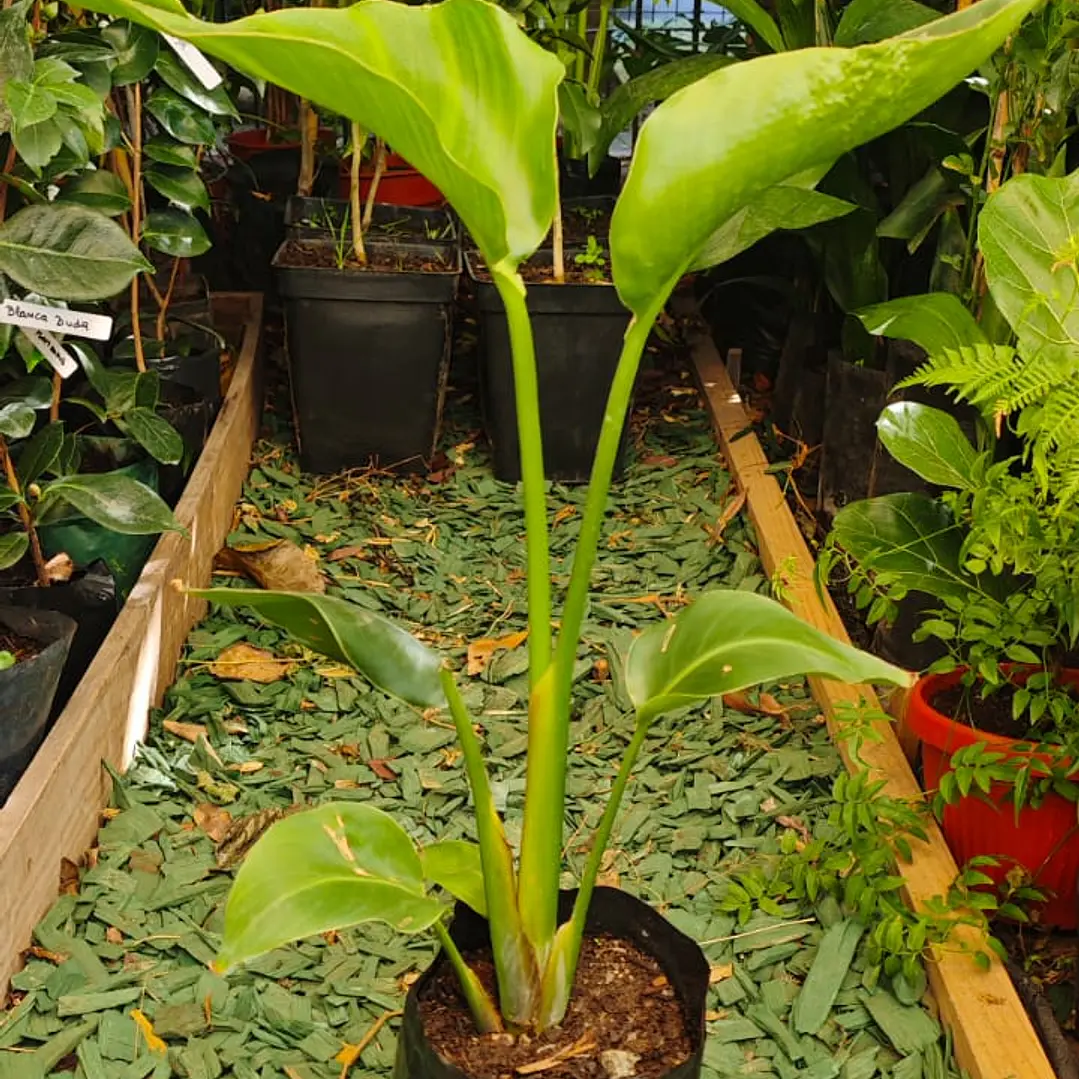 Strelitzia Nicolai - Ave del paraiso 2