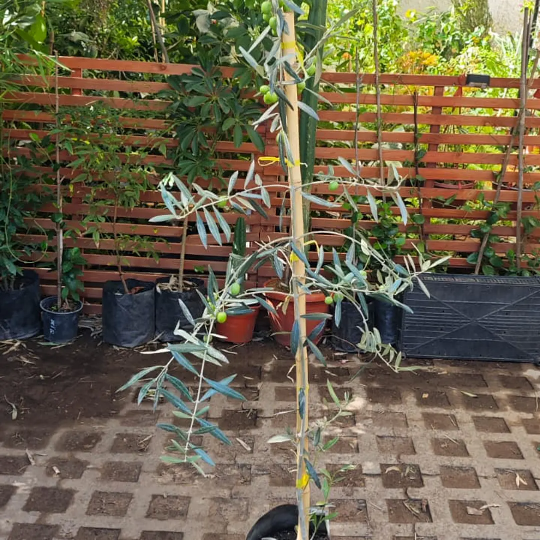 Olivo  3