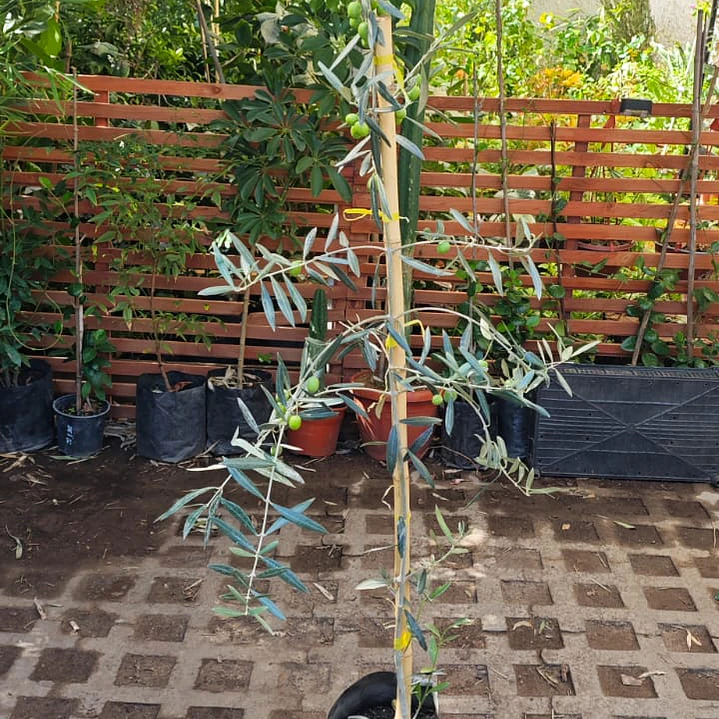 Olivo  3