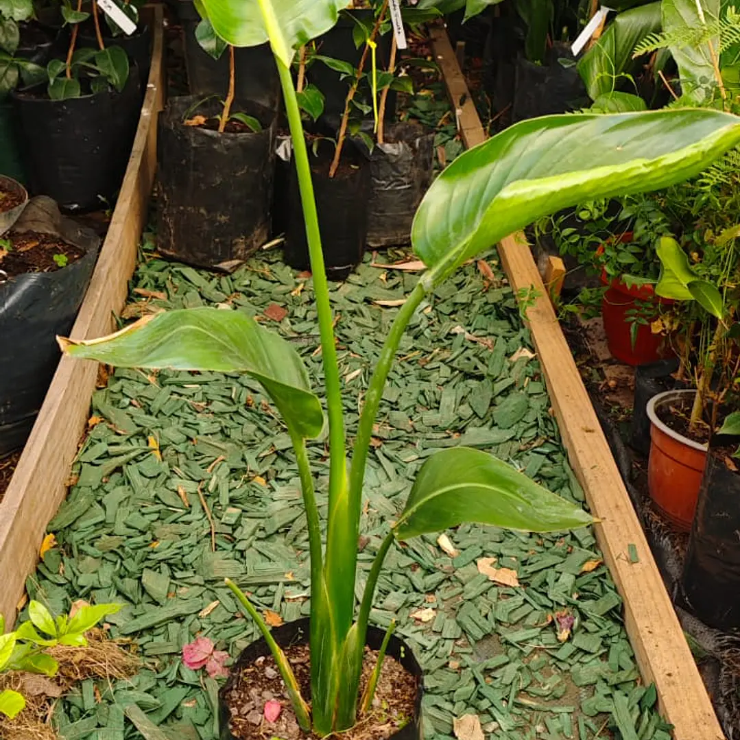 Strelitzia Nicolai - Ave del paraíso  2