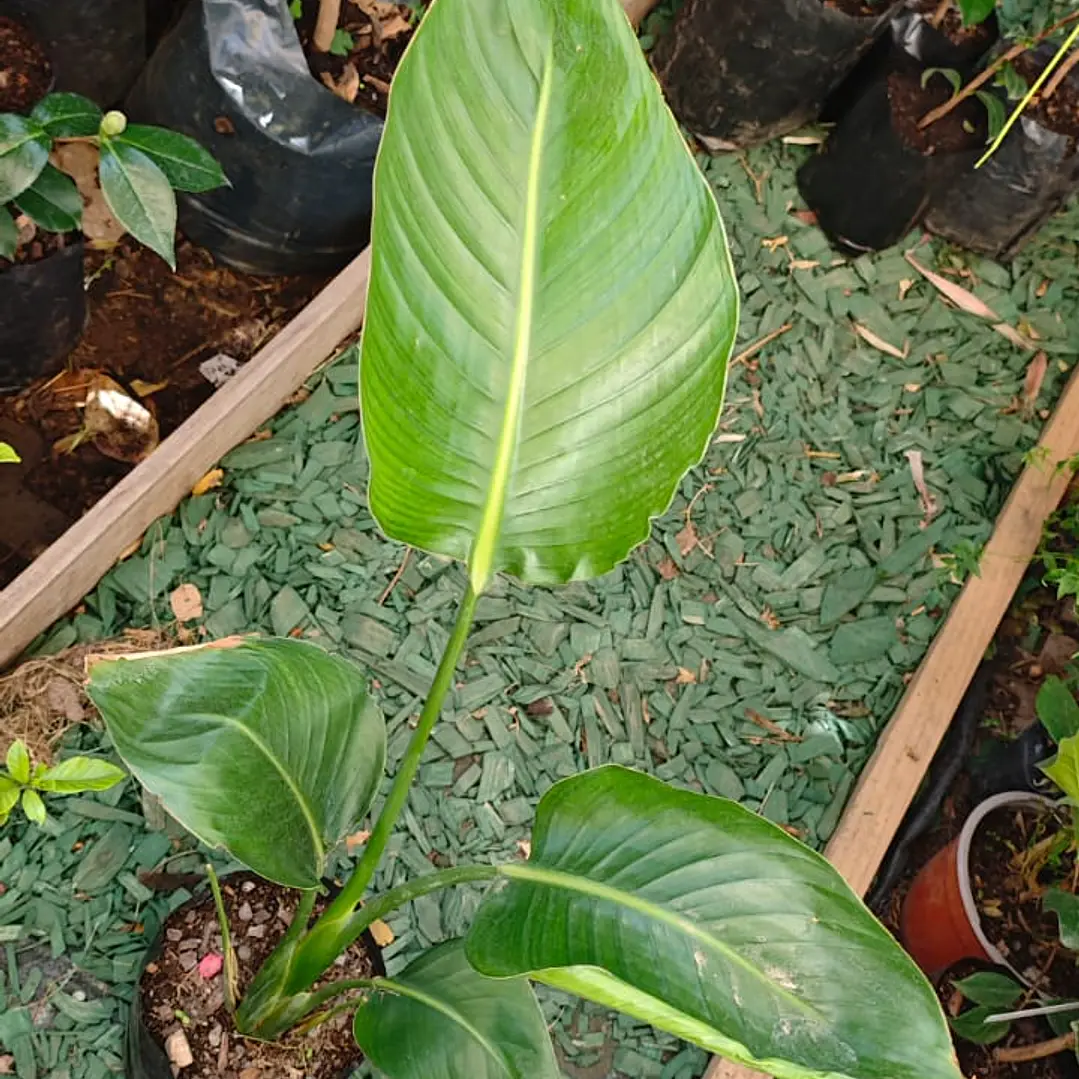 Strelitzia Nicolai - Ave del paraíso  3