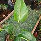 Strelitzia Nicolai - Ave del paraíso  - Miniatura 3