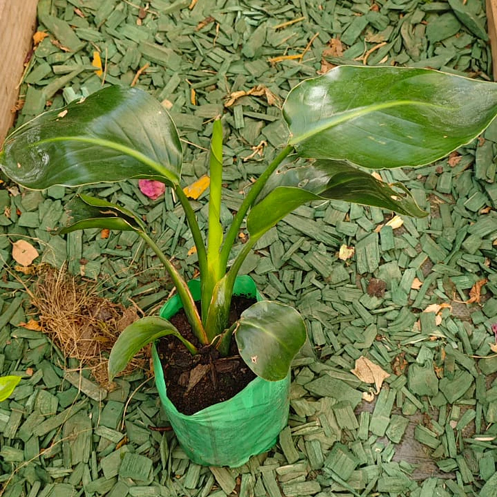 Strelitzia Nicolai  1