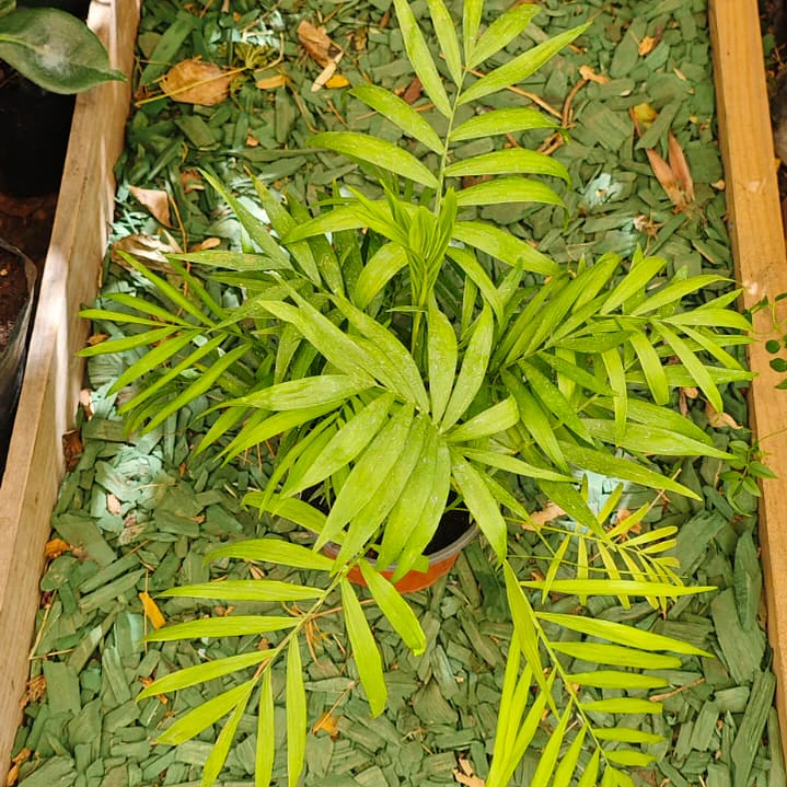 Chamoedorea o Palmera 40 cm a 50cm 3