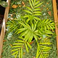 Chamoedorea o Palmera 40 cm a 50cm - Miniatura 3