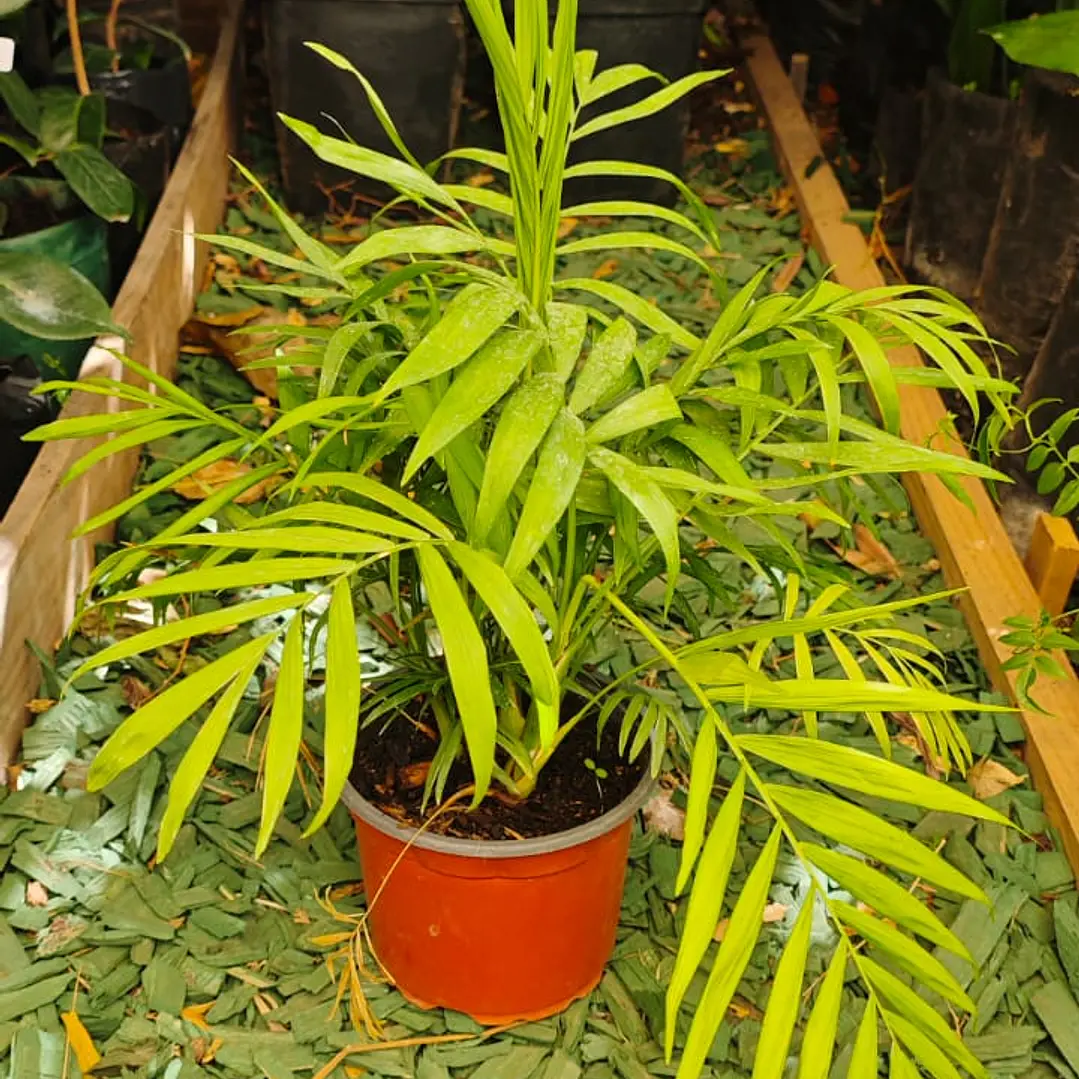 Chamoedorea o Palmera 40 cm a 50cm 4