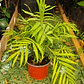 Chamoedorea o Palmera 40 cm a 50cm - Miniatura 4