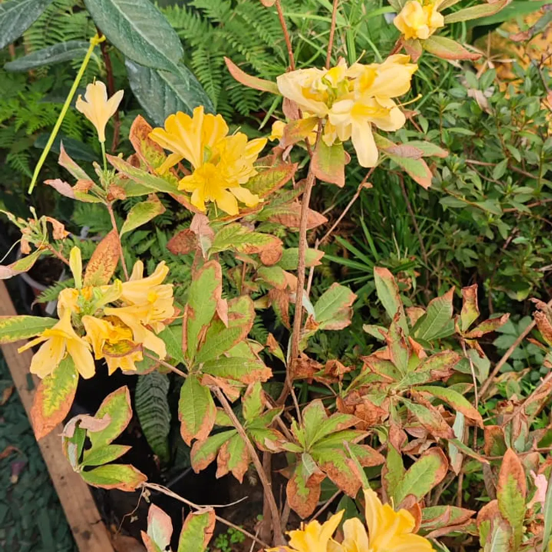 Azalea Mollis Amarilla 1