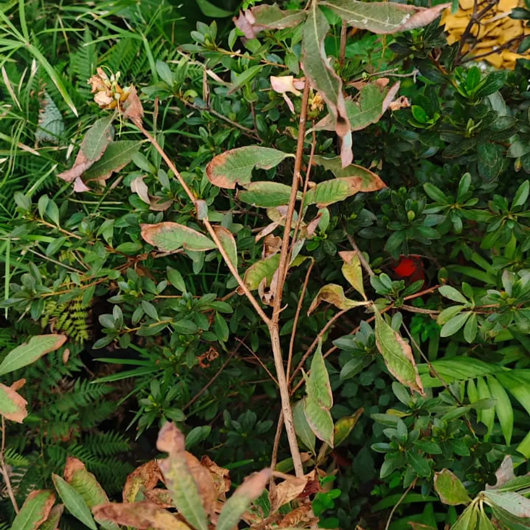 Azalea Mollis Rosada 1